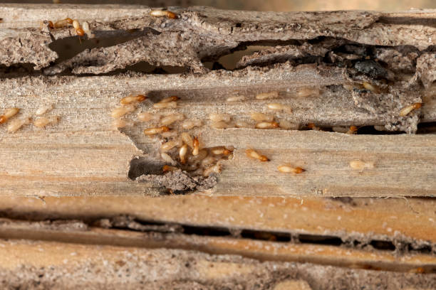 Spider Control Near Me in East Sparta, OH